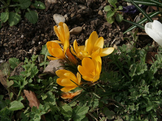 Die Schloss-Bienen sammeln wieder Nektar.