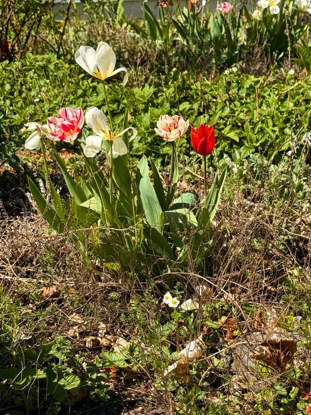 Farbenfrohe Tulpen im Tea-Time-Beet